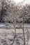 Snow covered birch in winter. Idyllic winter scene with two young trees and fresh snow. Vertical shoot.