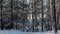 Snow covered bird bath and snowmobiles driving through the nearby forest.