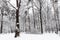 Snow-covered black bare oak trees on forest glade
