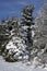 Snow Covered Blue Bird Box