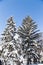 Snow covered blue spruce