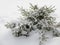 Snow covered boxwood shrub