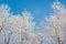 Snow covered branches