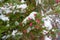 Snow covered bright pink grevillea flower nature background