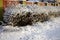 Snow-covered bushes along the fence. Wooden fence along a snow covered path.