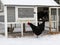 A Snow Covered Chicken Coop Shelters Hens while one Ventures out into the Storm