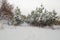 Snow covered Christmas tree forest or nature in winter at Russia