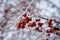 Snow-covered clusters of small wild apples