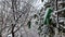 snow covered colorful pegs, clothespins on icy clothesline in garden in winter