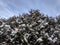 Snow covered coniferous tree from below in the background of the blue sky on a frosty cold winter day in Kaunas, Lithuania