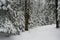 Snow-covered, coniferous, white forest, after a night of snowfall and tourists walking with huge backpacks along the path winding