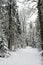 Snow-covered, coniferous, white forest, after a night of snowfall and tourists walking with huge backpacks along the path winding