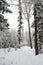 Snow-covered, coniferous, white forest, after a night of snowfall and tourists walking with huge backpacks along the path winding