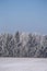 Snow-covered Conifers In North Germany