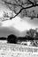 Snow Covered Corn Field with Trees