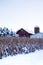 Snow covered corn stalks next to a barn in December vertical