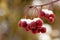 Snow Covered Crab Apples