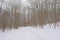 Snow covered cross country skiing path throug a bare winter forest