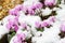 Snow covered cyclamen coum plants, UK