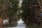 Snow covered dark path in the woods