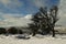 Snow covered Dartmoor blue skies & wind swept trees