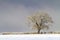 Snow covered deciduous tree in a hedge