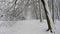 Snow covered dense woodland