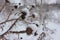 Snow covered dry burdock thorns. CLose-up. Winter monochrome landscape