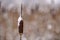 Snow-covered dry cane or reed closeup