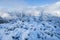 Snow covered dwarf pines on the top of Salatin peak during winter evening