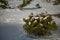 Snow-covered evergreen bushes on the lawn.