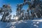 Snow covered evergreen trees in alpine forest in sunlit winter landscape, Wildermieming, Tirol, Austria