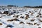 Snow covered field with brown clods