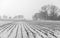 Snow covered field with corn stubble on a foggy day