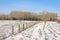 Snow covered field and forest in the Flemish countryside