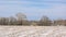 Snow covered field and forest in the Flemish countryside