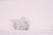 Snow-covered Field In Winter Frosty Day. Fluffy Trees In Snow. Minimalism