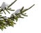 Snow-covered fir branch with icicles on white background