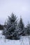 Snow covered fir trees in cold winter day. Seasonal nature in East Europe