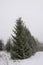 Snow covered fir trees in cold winter day. Seasonal nature in East Europe