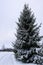 Snow covered fir trees in cold winter day. Seasonal nature in East Europe