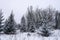 Snow covered fir trees in cold winter day. Seasonal nature in East Europe