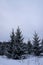 Snow covered fir trees in cold winter day. Seasonal nature in East Europe