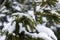 Snow covered fir trees in cold winter day. Seasonal nature in East Europe