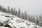 Snow covered fir trees growing among huge boulders on the mountainside