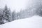 snow covered fir trees in heavy snowfall - Christmas background