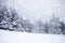 snow covered fir trees in heavy snowfall - Christmas background