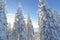 Snow covered fir trees . Panoramic view of the picturesque snowy winter landscape.