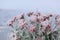 Snow-covered flowers