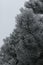 Snow covered fluffy pine branch in the suburbs of Kaunas in winter. Space for text